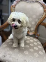 Maltipoo, a female Maltipoo for sale in Goldsboro, NC – Photo 3 of 8