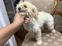 Maltipoo, a female Maltipoo for sale in Goldsboro, NC – Photo 7 of 8