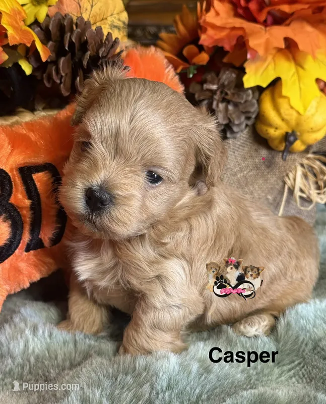 Casper – Maltipoo puppy for sale in Goldsboro, NC