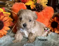Hazel, a female Maltipoo for sale in Goldsboro, NC – 1 of 2