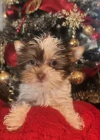 Yorkie female, a female Yorkshire Terrier for sale in Goldsboro, NC – Photo 2 of 4
