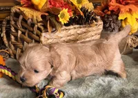 Casper, a male Maltipoo for sale in Goldsboro, NC – 2 of 2