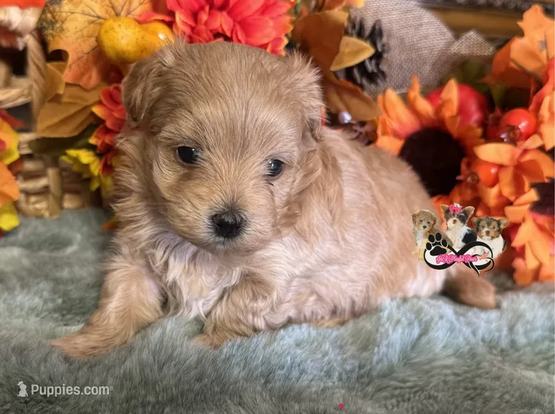 Perla – Maltipoo puppy for sale in Goldsboro, NC