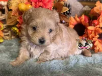 Perla, a female Maltipoo for sale in Goldsboro, NC – 1 of 2