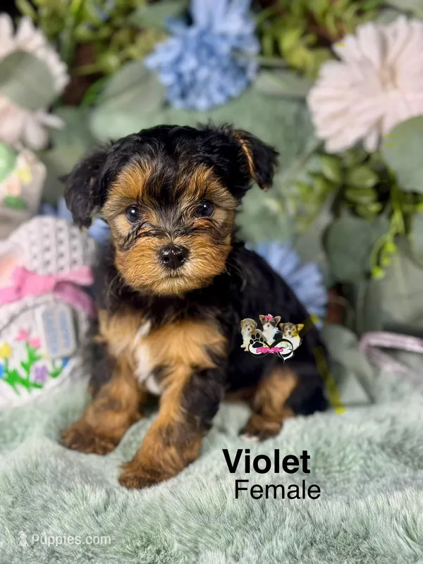 Violet