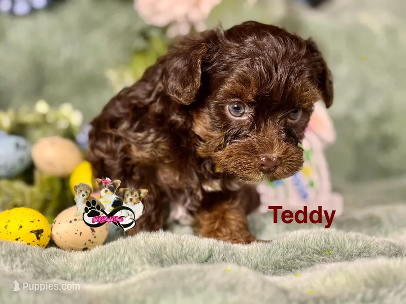 Teddy