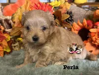 Perla, a female Maltipoo for sale in Goldsboro, NC – 2 of 2