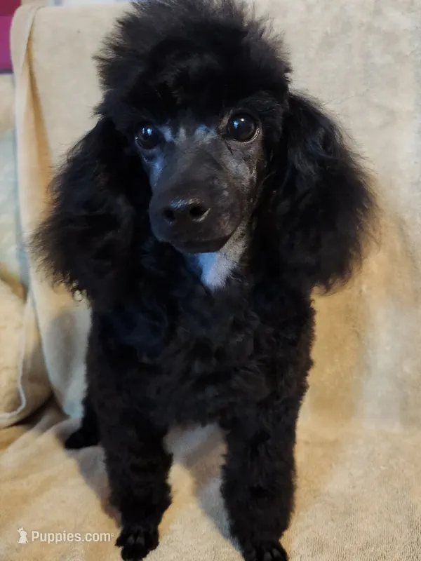 colby – Poodle - Toy  puppy for sale in Hinckley, IL