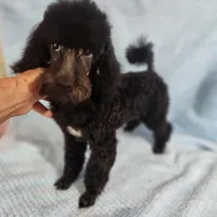 Timmy, a male Poodle - Miniature  for sale in Hinckley, IL – 1 of 1
