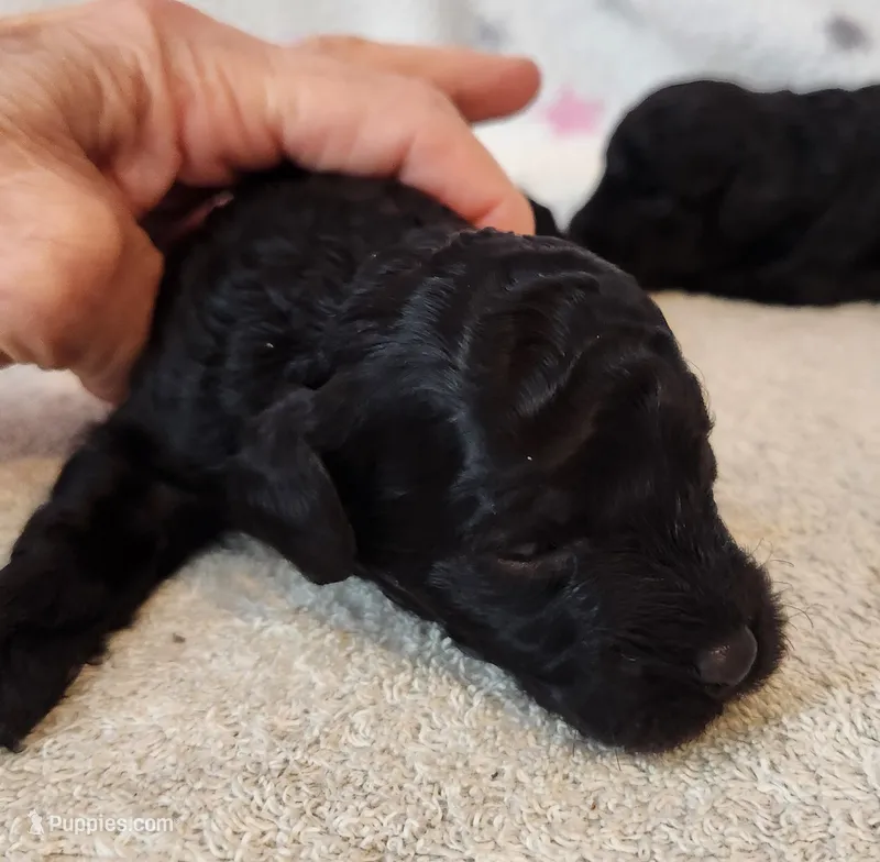 Buddy – Poodle - Toy  puppy for sale in Hinckley, IL