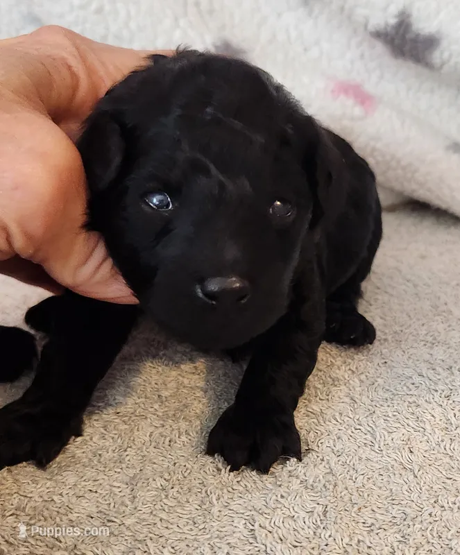 Bonnie – Poodle - Toy  puppy for sale in Hinckley, IL