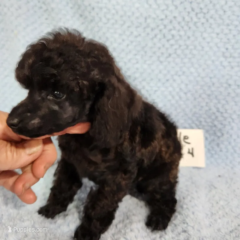 Toni, a male Poodle - Toy  for sale in Hinckley, IL – 1 of 1