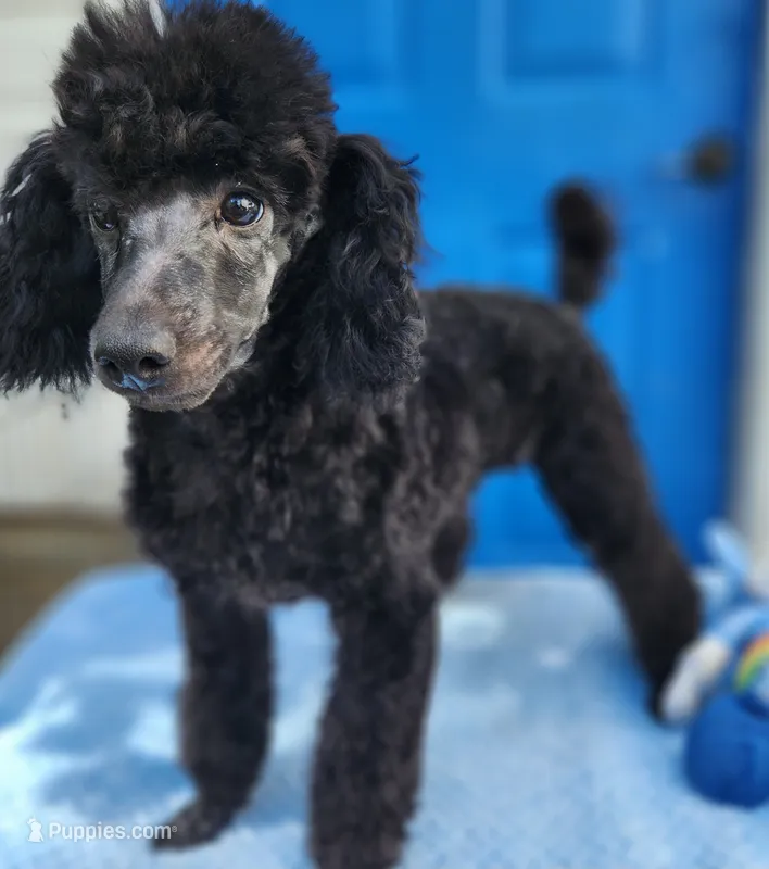 Timmy2 – Poodle - Miniature  puppy for sale in Hinckley, IL