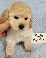 Billy, a male Poodle - Toy  for sale in Hinckley, IL – 2 of 3