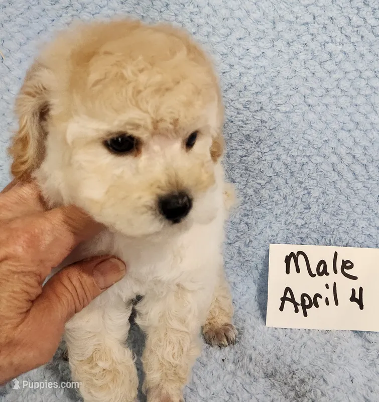 Billy – Poodle - Toy  puppy for sale in Hinckley, IL