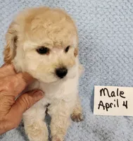Billy, a male Poodle - Toy  for sale in Hinckley, IL – 1 of 3
