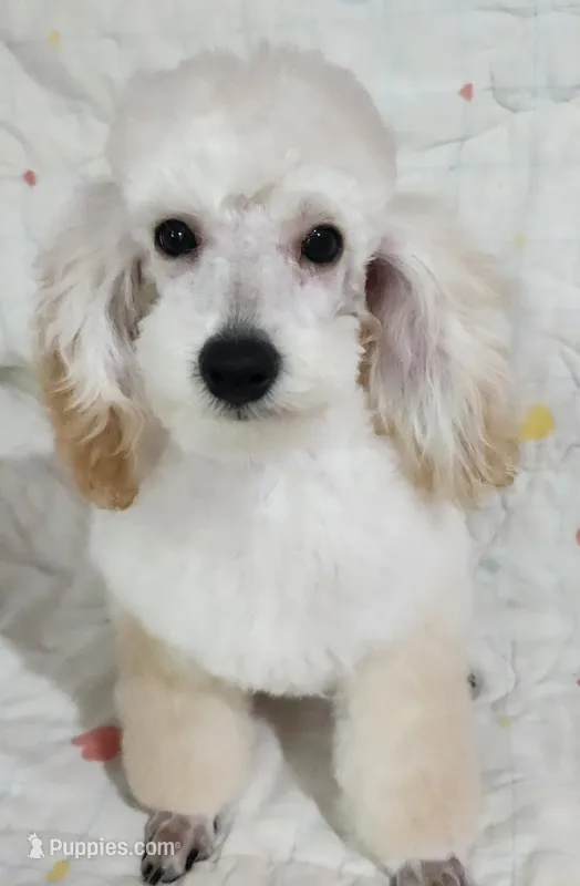 Billy – Poodle - Toy  puppy for sale in Hinckley, IL