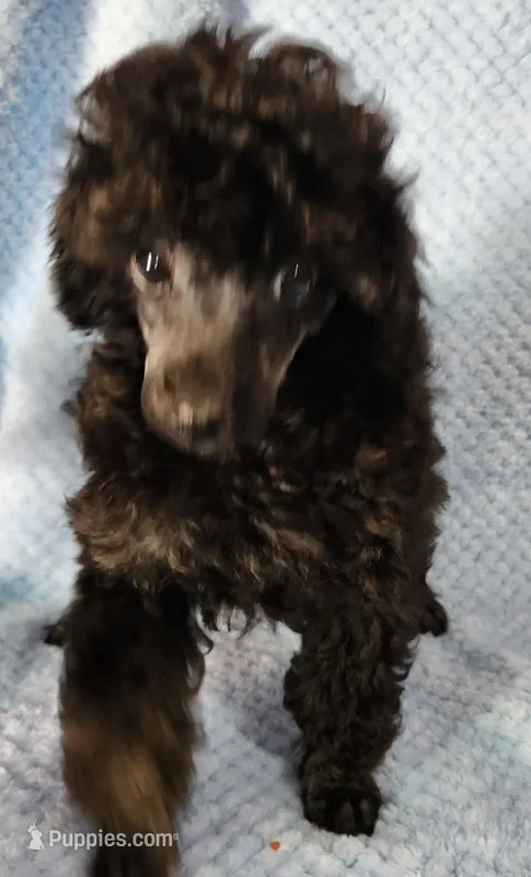 rocky – Poodle - Toy  puppy for sale in Hinckley, IL