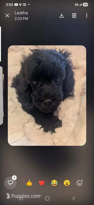 rocky – Poodle - Toy  puppy for sale in Hinckley, IL