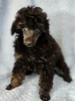 rocky, a male Poodle - Toy  for sale in Hinckley, IL – Photo 2 of 3