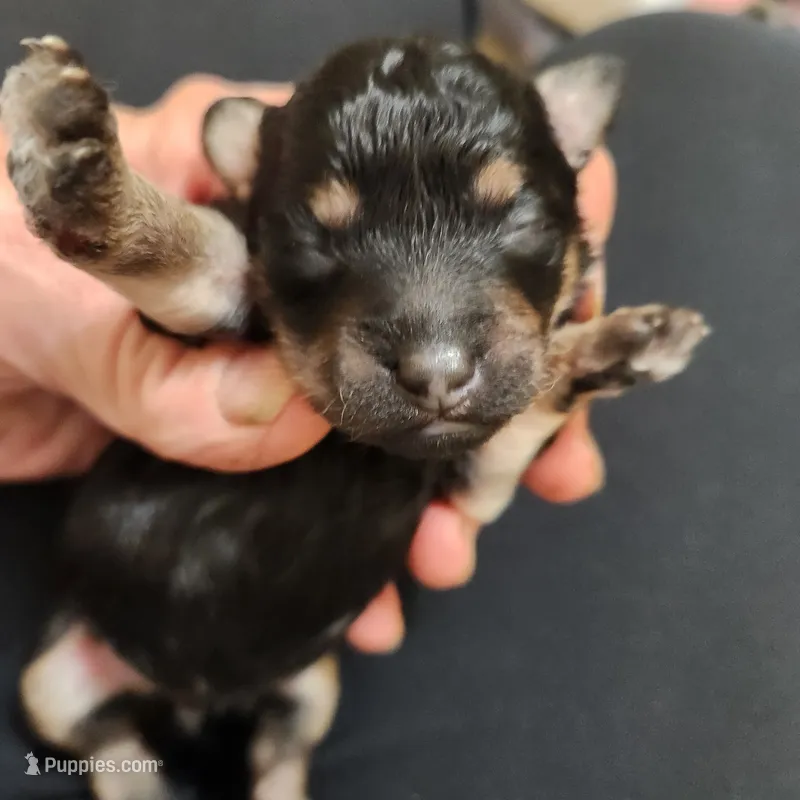 Bandit – Poodle - Toy  puppy for sale in Hinckley, IL