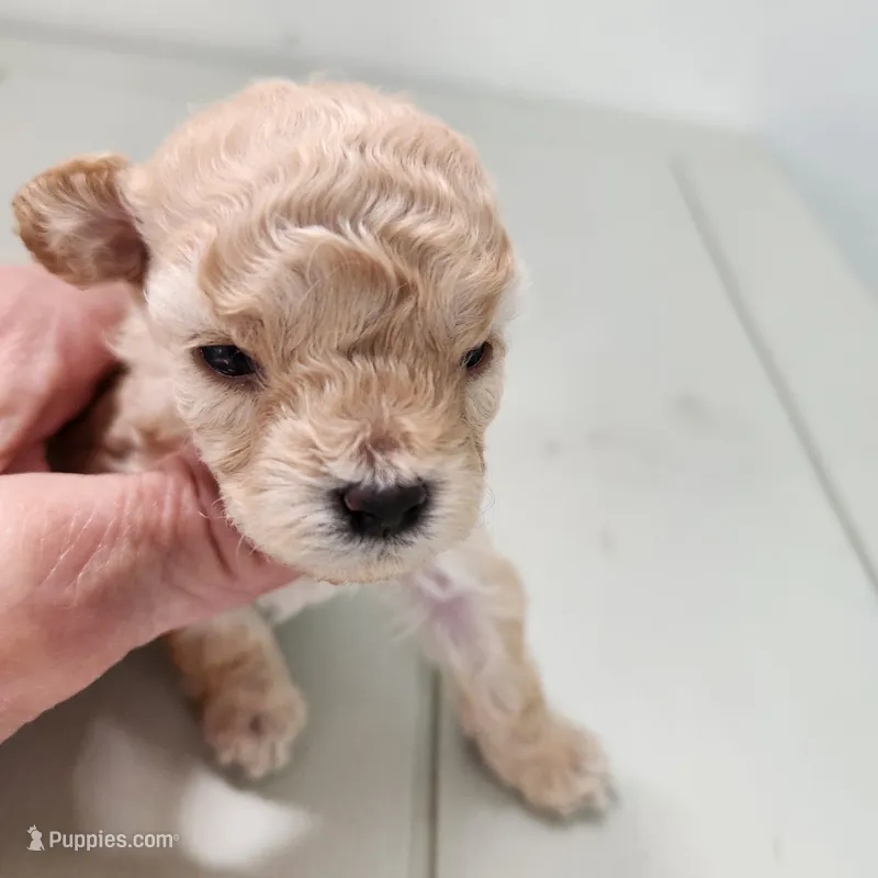 Rosy – Poodle - Toy  puppy for sale in Hinckley, IL