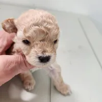 Rosy, a female Poodle - Toy  for sale in Hinckley, IL – 1 of 3