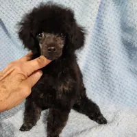 Mindy, a female Poodle - Toy  for sale in Hinckley, IL – Photo 3 of 3
