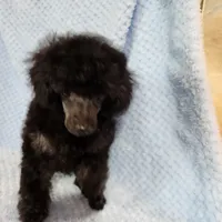 Mindy, a female Poodle - Toy  for sale in Hinckley, IL – Photo 2 of 3