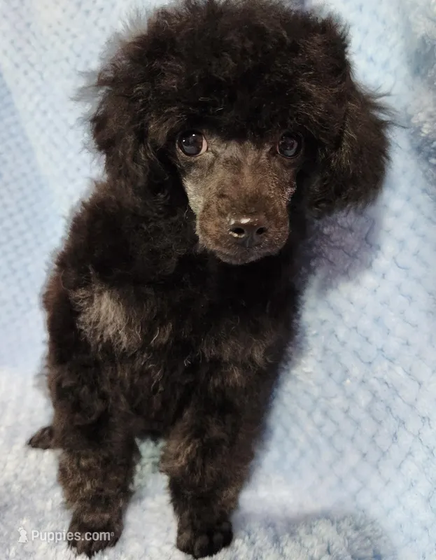 Mindy – Poodle - Toy  puppy for sale in Hinckley, IL