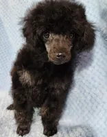 Mindy, a female Poodle - Toy  for sale in Hinckley, IL – Photo 1 of 3