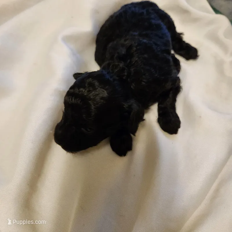 mindy – Poodle - Toy  puppy for sale in Hinckley, IL