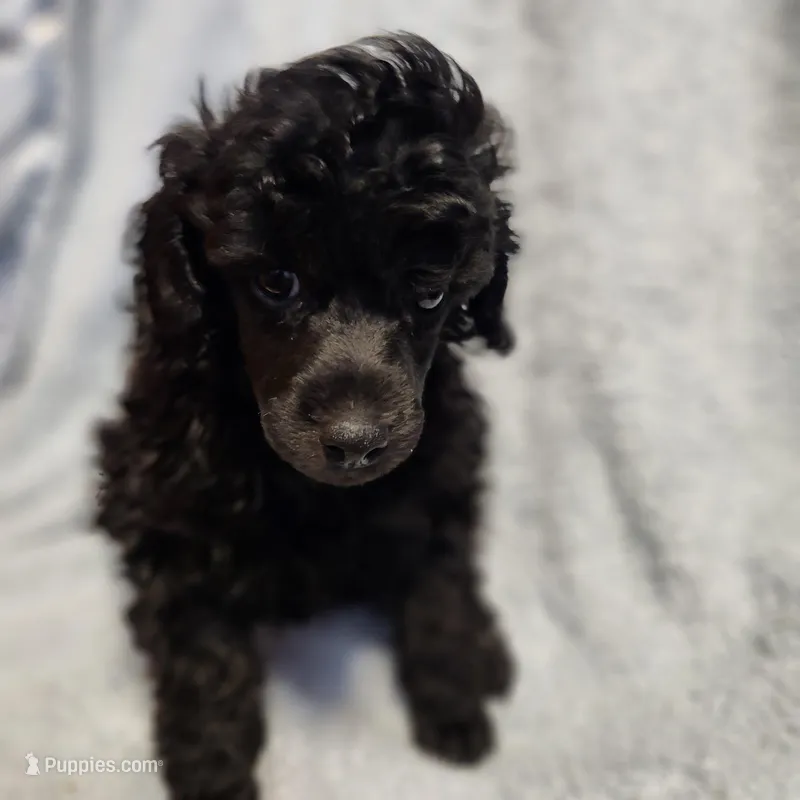 mindy – Poodle - Toy  puppy for sale in Hinckley, IL