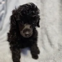 mindy, a female Poodle - Toy  for sale in Hinckley, IL – Photo 1 of 2
