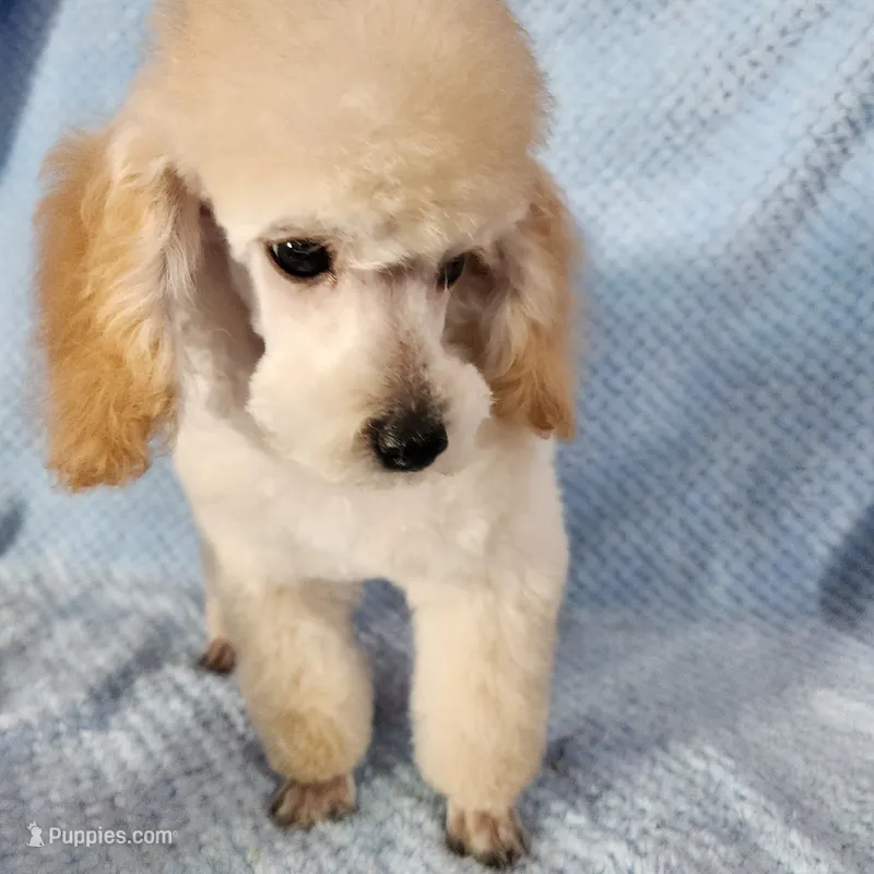 Billy – Poodle - Toy  puppy for sale in Hinckley, IL