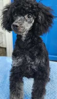rocky, a male Poodle - Toy  for sale in Hinckley, IL – 2 of 2