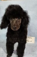 Toby, a male Poodle - Toy  for sale in Hinckley, IL – 1 of 1