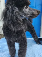 Timmy2, a male Poodle - Miniature  for sale in Hinckley, IL – 2 of 2