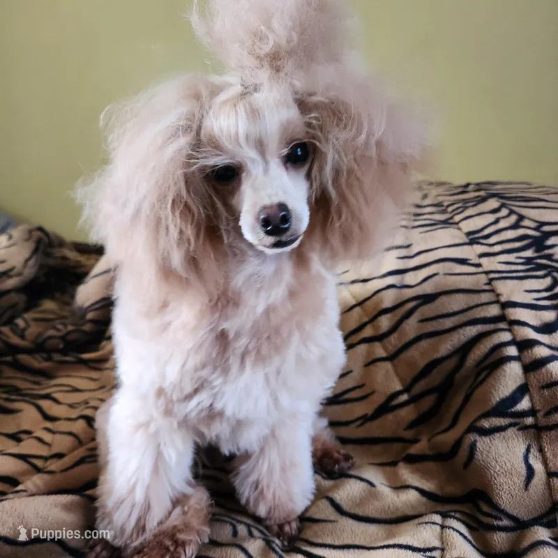 Dolly – Poodle - Toy  puppy for sale in Hinckley, IL