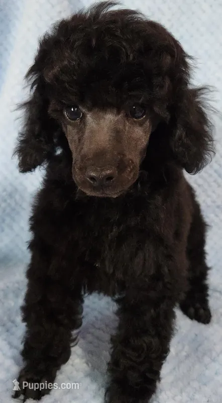 Timmy – Poodle - Miniature  puppy for sale in Hinckley, IL