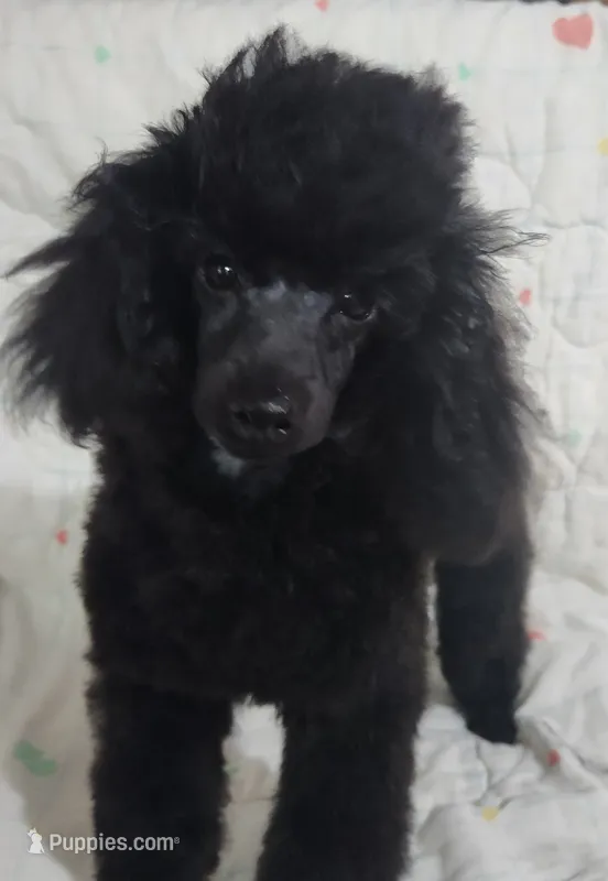 Toby – Poodle - Toy  puppy for sale in Hinckley, IL