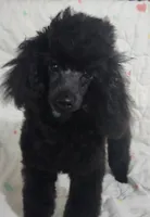 Toby, a male Poodle - Toy  for sale in Hinckley, IL – 1 of 1