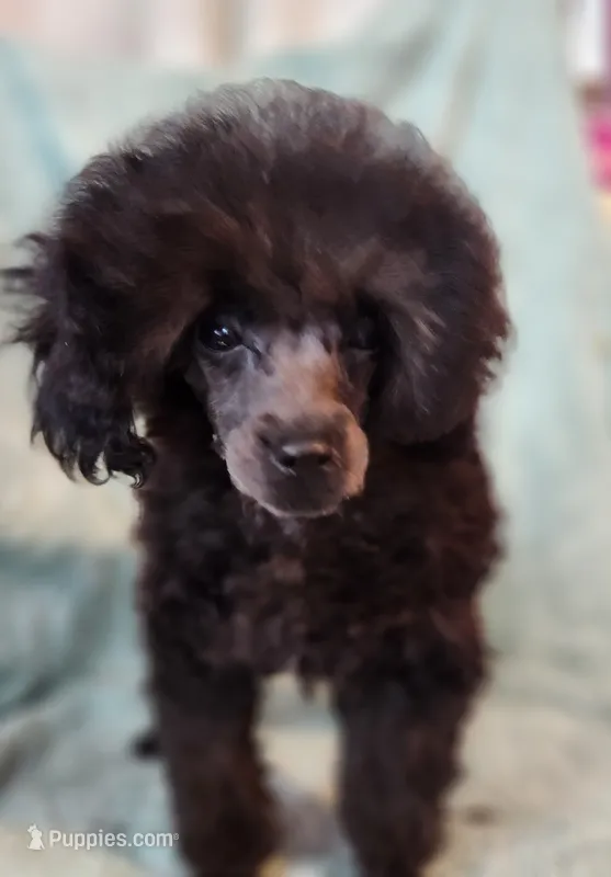Elley – Poodle - Toy  puppy for sale in Hinckley, IL