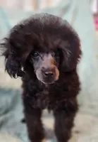 Elley, a female Poodle - Toy  for sale in Hinckley, IL – 1 of 1