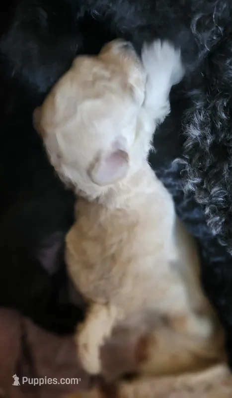 Pete – Poodle - Toy  puppy for sale in Hinckley, IL