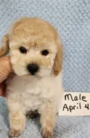 Billy, a male Poodle - Toy  for sale in Hinckley, IL – 3 of 3