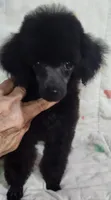 Molly, a female Poodle - Toy  for sale in Hinckley, IL – 2 of 2