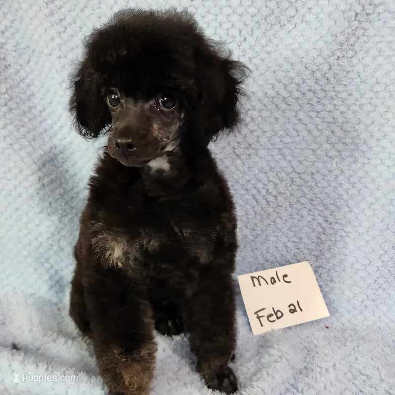 rocky – Poodle - Toy  puppy for sale in Hinckley, IL