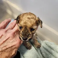 Pepper, a male Poodle - Toy  for sale in Hinckley, IL – 1 of 1