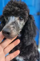 Timmy, a male Poodle - Miniature  for sale in Hinckley, IL – 2 of 2